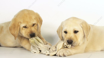 IMAGE: DOGS CHEWING ON A RAG.